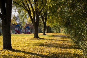 fall leaves park playground park