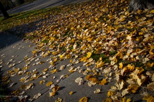 fall yellow leaves sidewalk