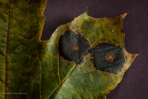 maple leaf tar spot close-up view