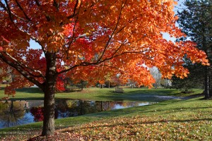 maple tree fall color orange