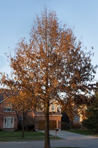 pin oak tree marcescent leaves