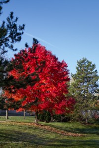 maple tree fall color red