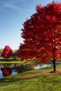 maple tree fall color red leaves