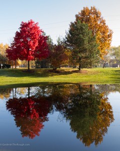 fall trees pond reflection