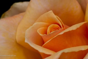 peach color rose