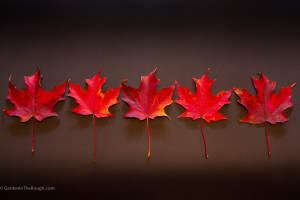 fall red maple leaves