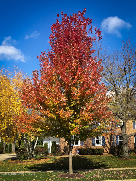 maple tree in fall