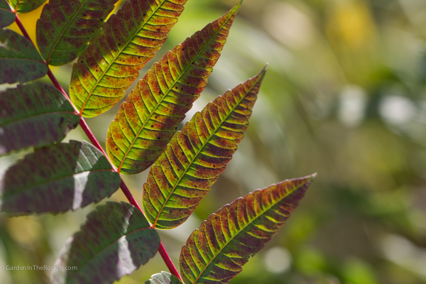 sumac leaves in fall